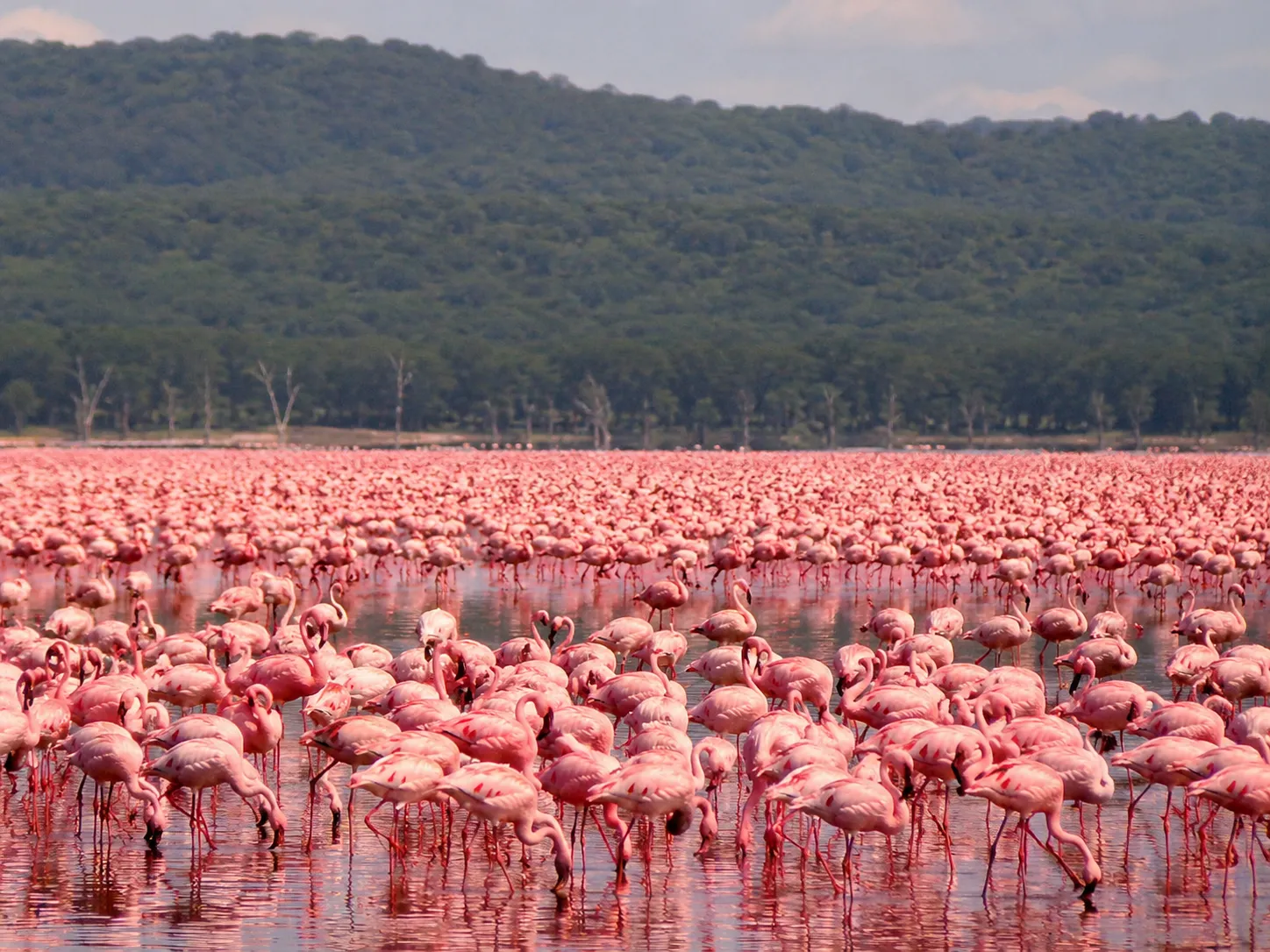 Rhino habitat and Mara plains on a four-day Kenya group safari