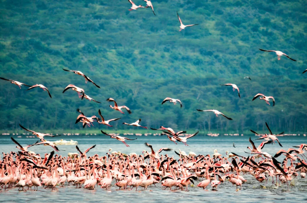 Open Kenya safari landscape