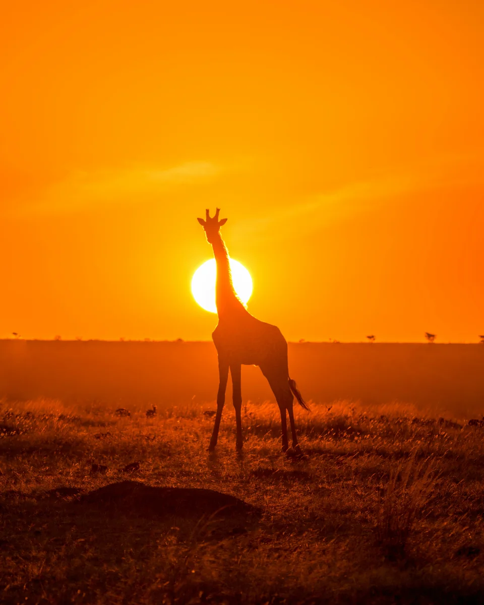 Kenyan residents and diaspora friends on a group safari