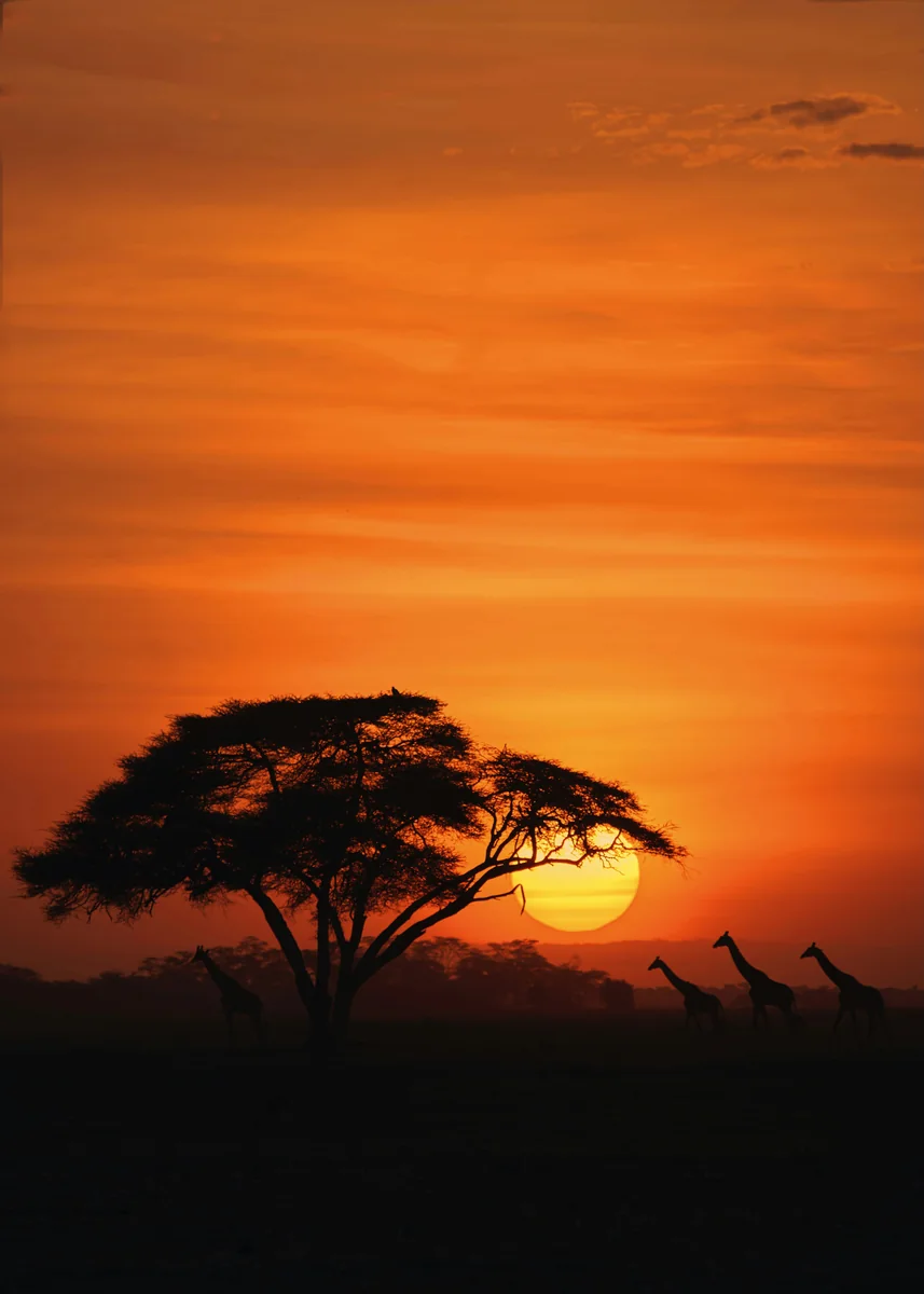 Several vehicles on a large group safari in Kenya