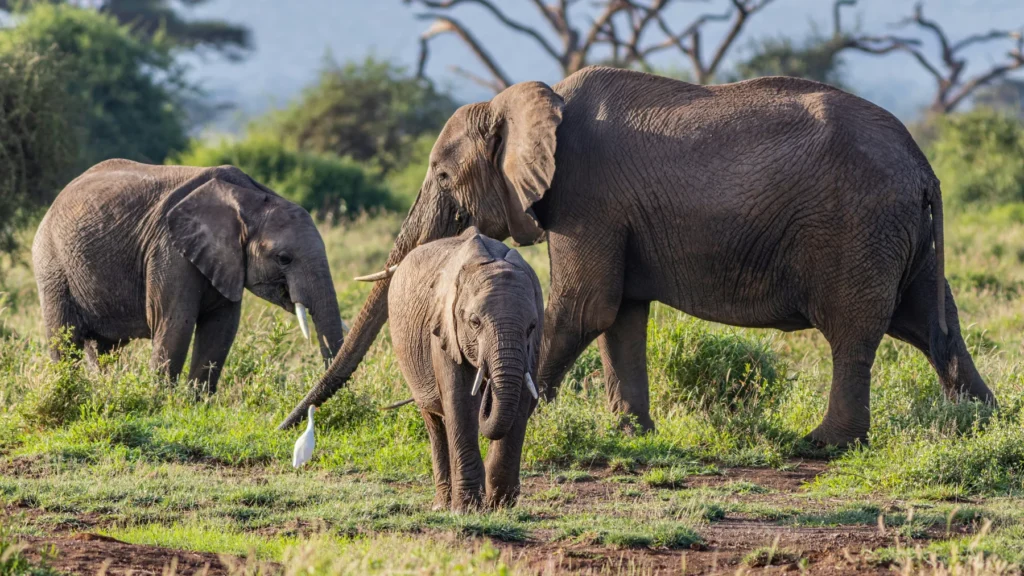 Amboseli wildlife and mountain landscape
