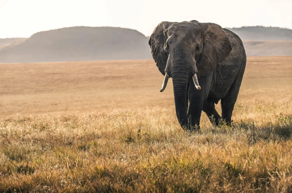 Kenya wildlife scene