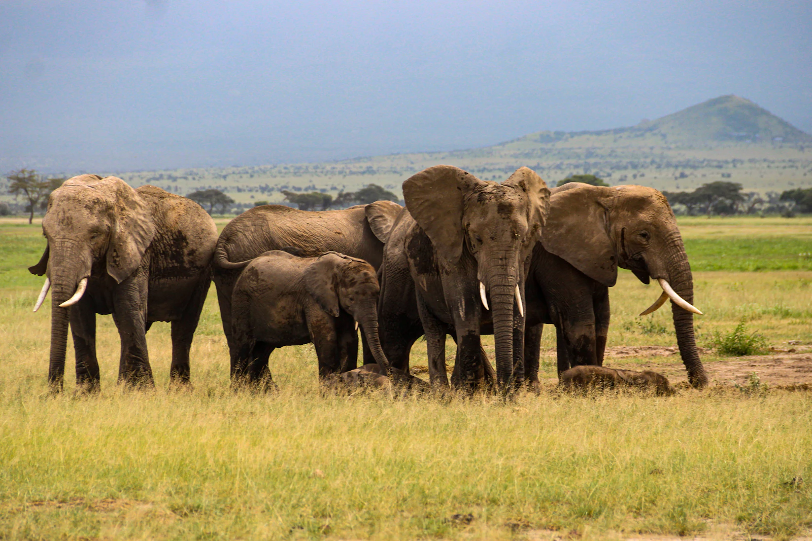 Elephants on the Amboseli plains during a group safari