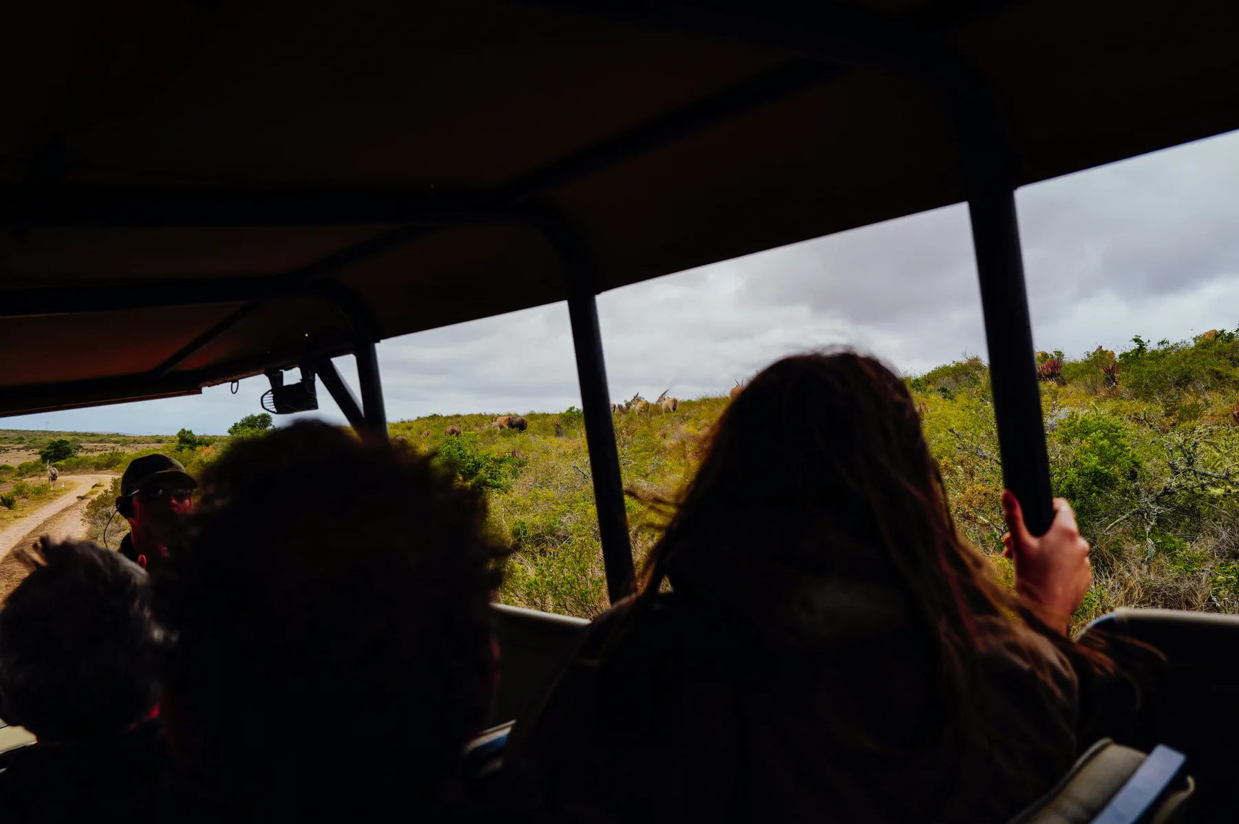 Travellers looking from the open roof of a safari vehicle