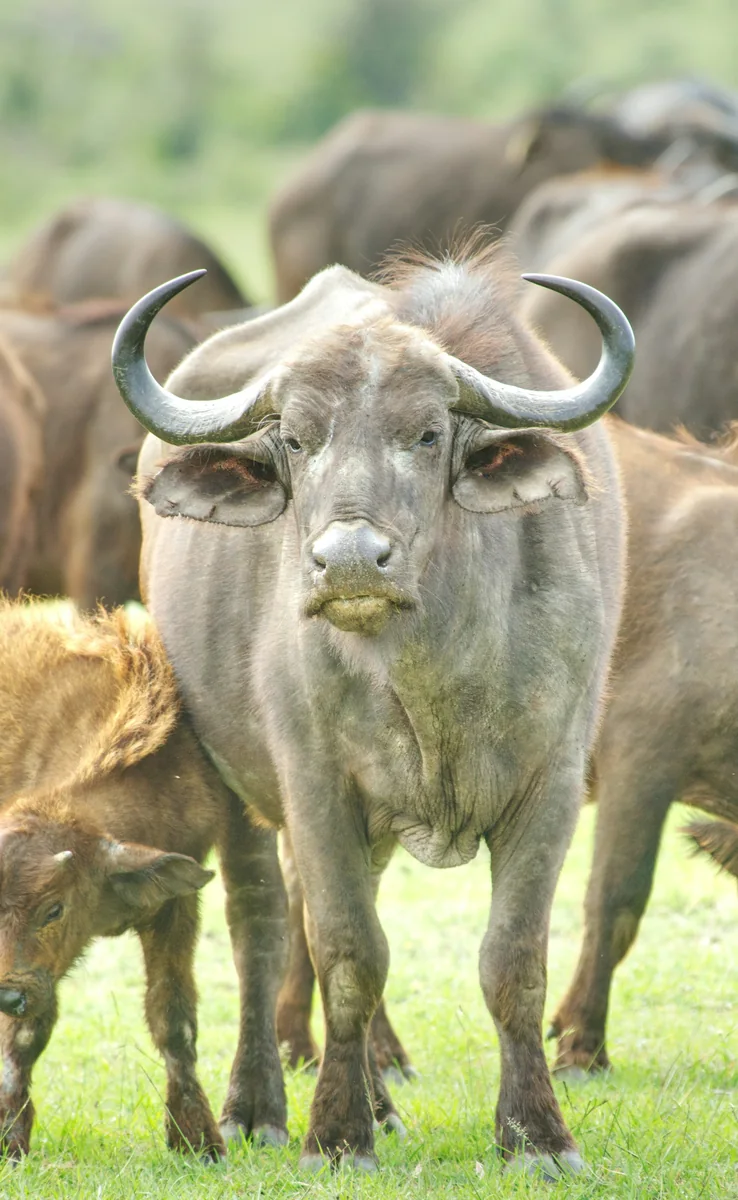 Solo traveller meeting a safari group in Kenya