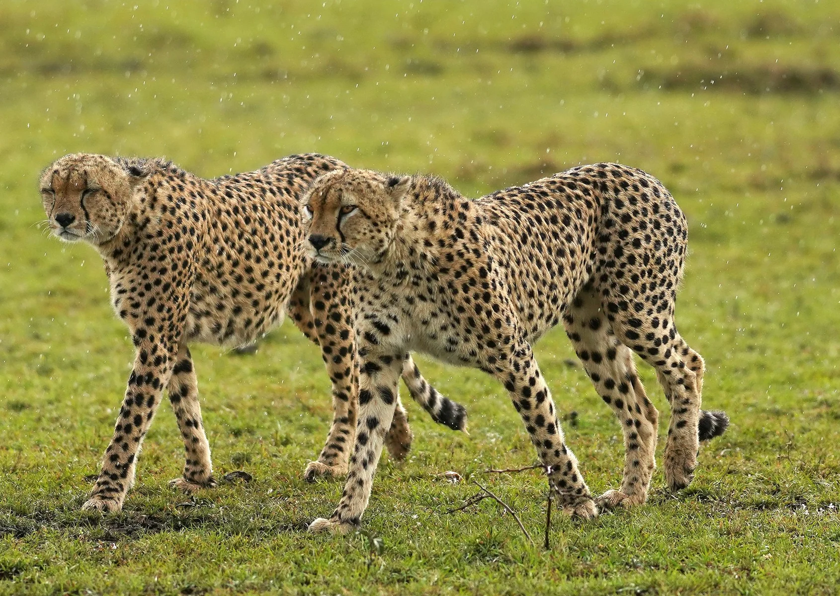 Residents and family members sharing a Kenya safari