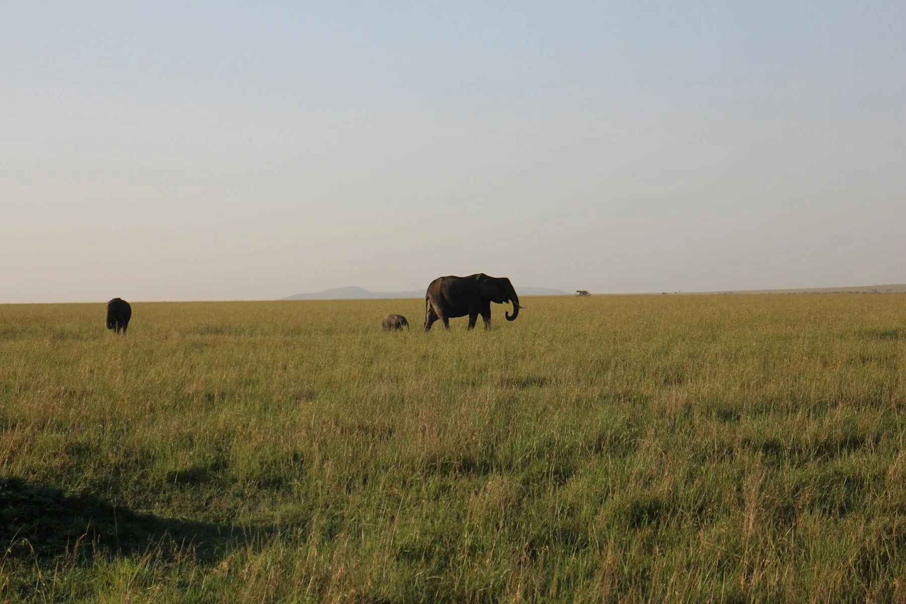 Long camera lenses inside a Kenya safari vehicle