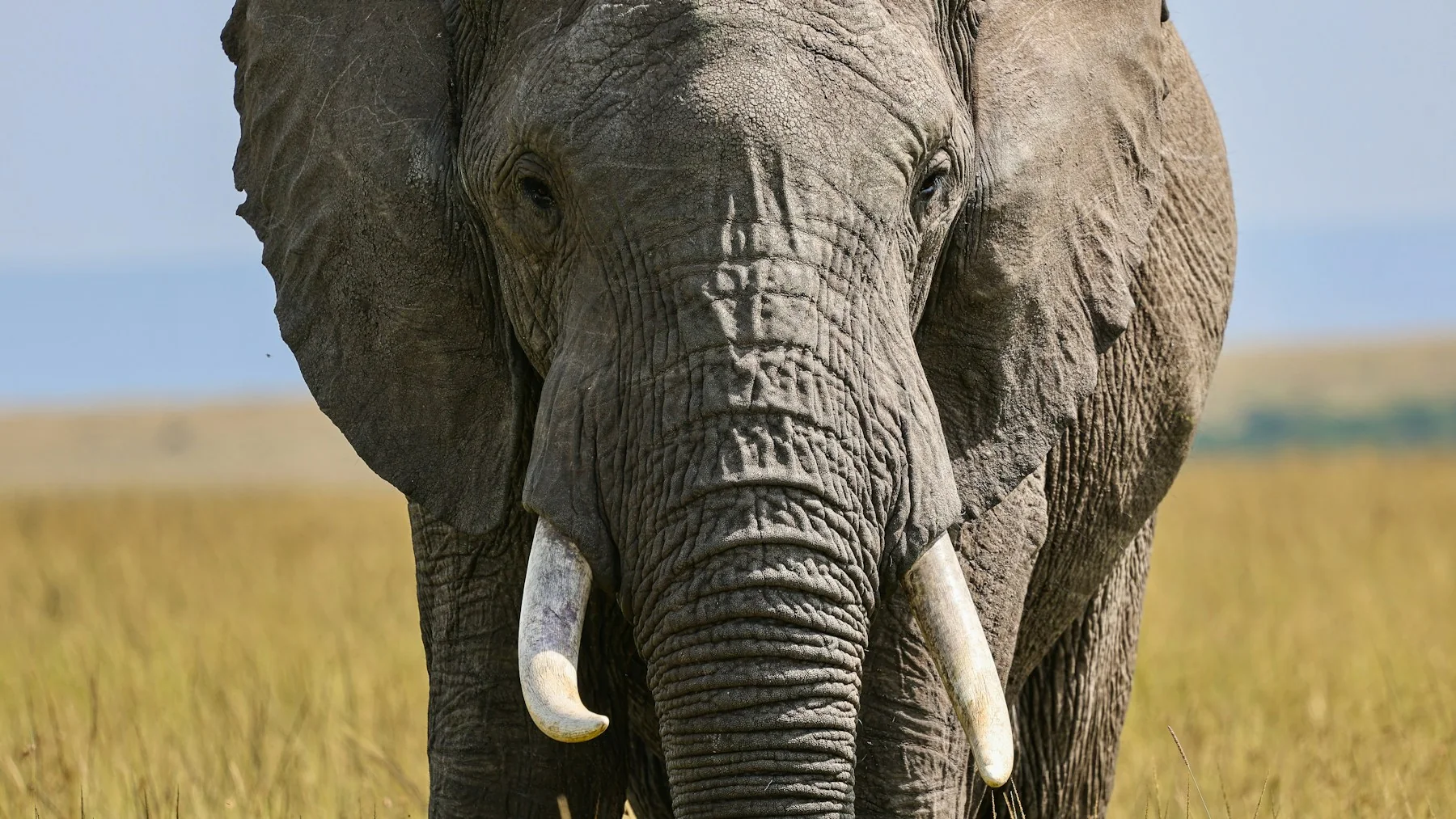 Elegant safari camp on a luxury small group Kenya trip