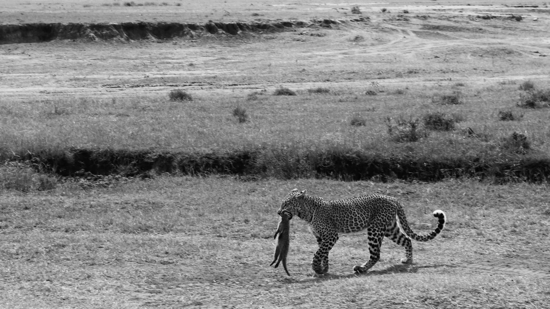 Friends sharing a Kenya safari vehicle