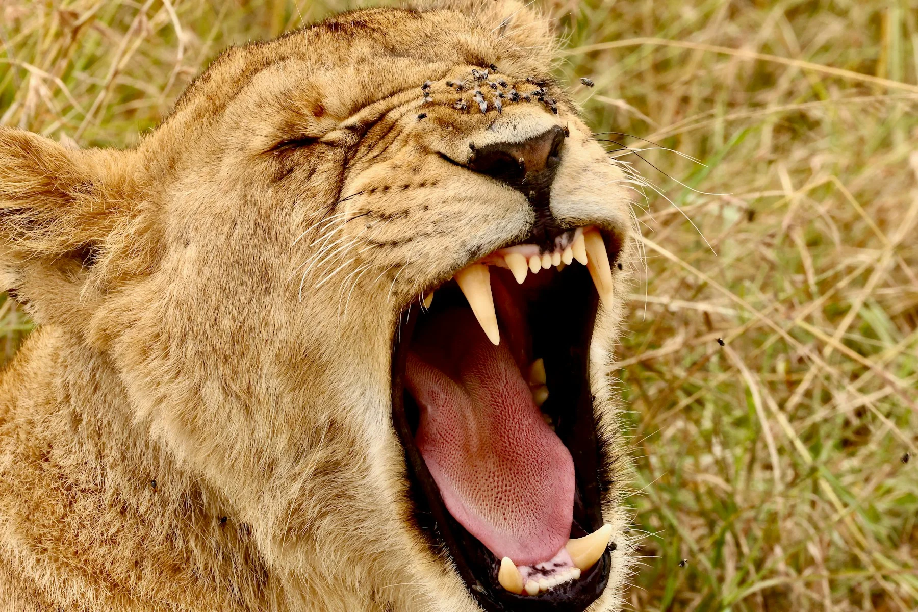 Simple safari camp or vehicle on a budget Kenya group trip
