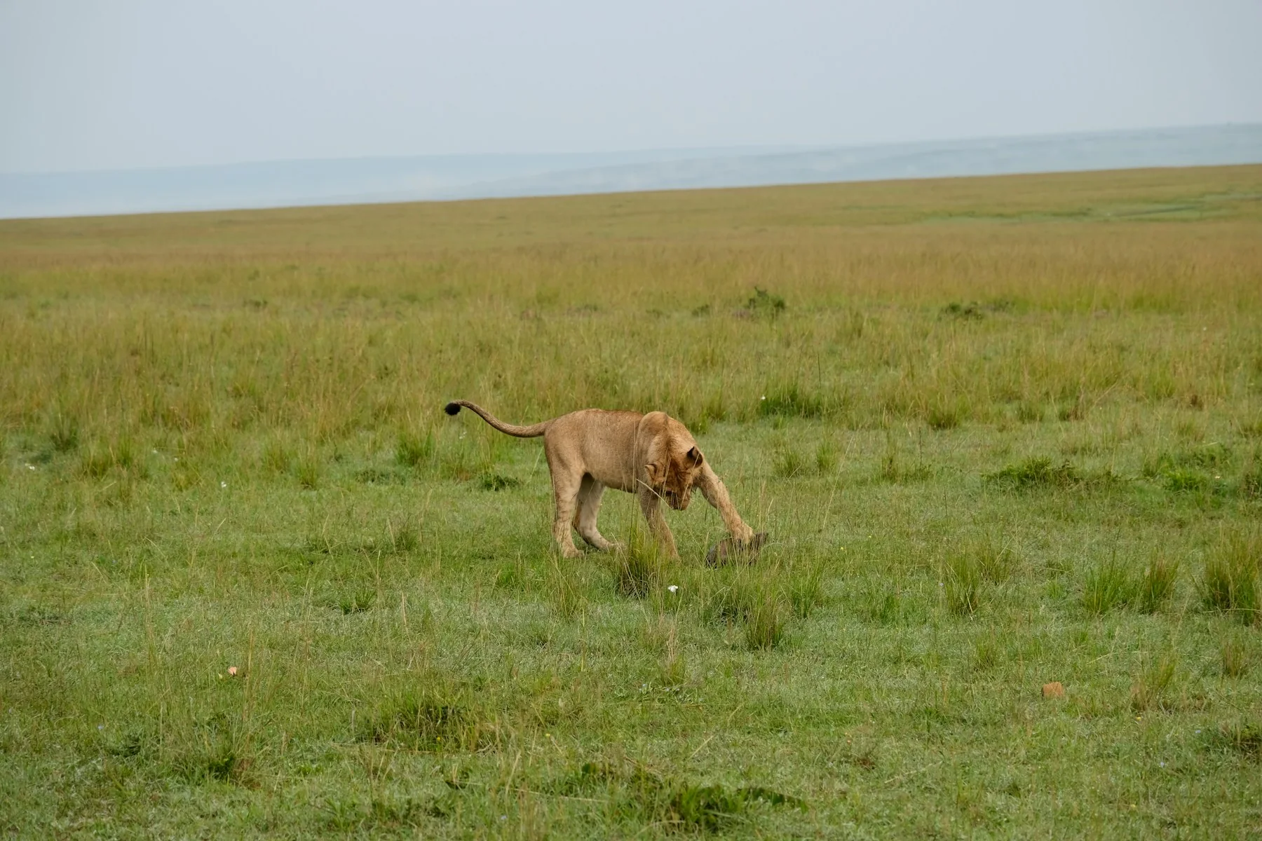 Safari vehicle and landscape used to explain Kenya group cost