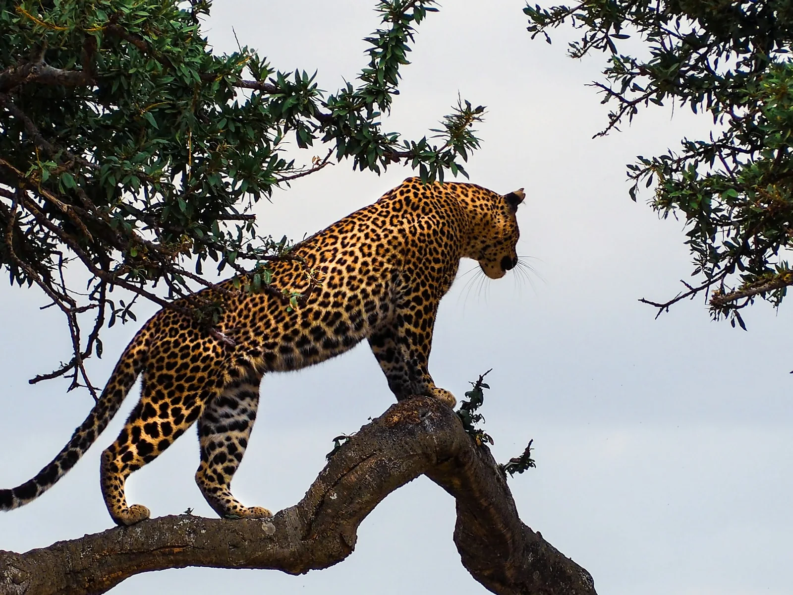 Kenya landscape used while planning a group safari route