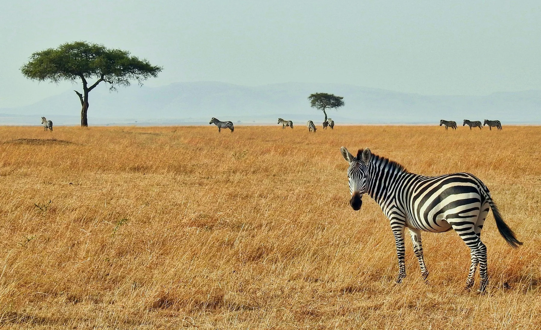 Safari travellers and luggage during a Nairobi transfer