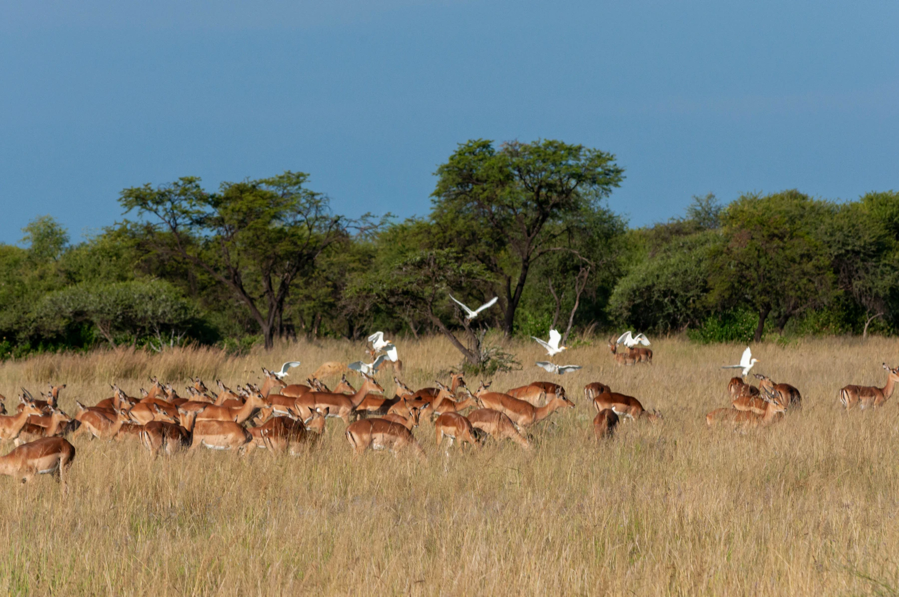 Safari vehicles watching wildlife in the Masai Mara