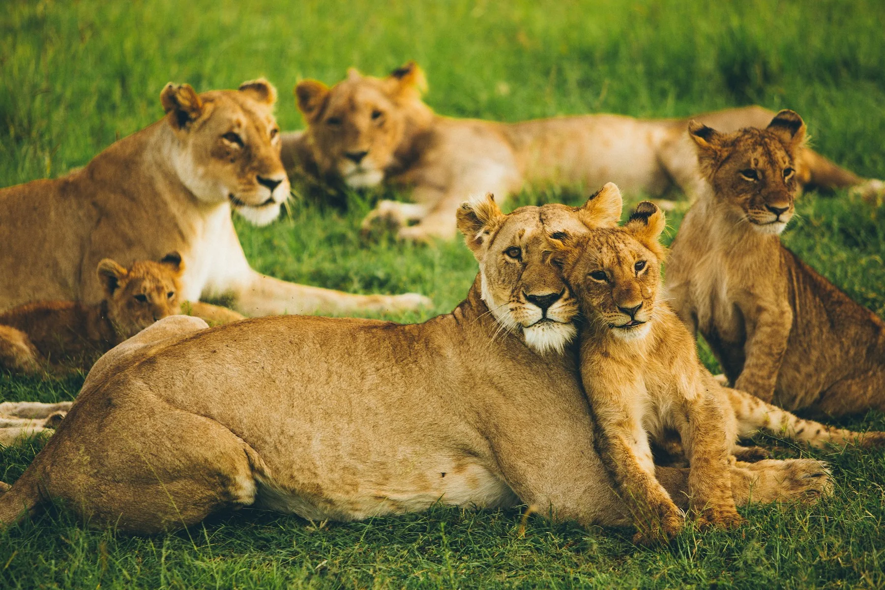 Safari travellers sharing a vehicle in Kenya